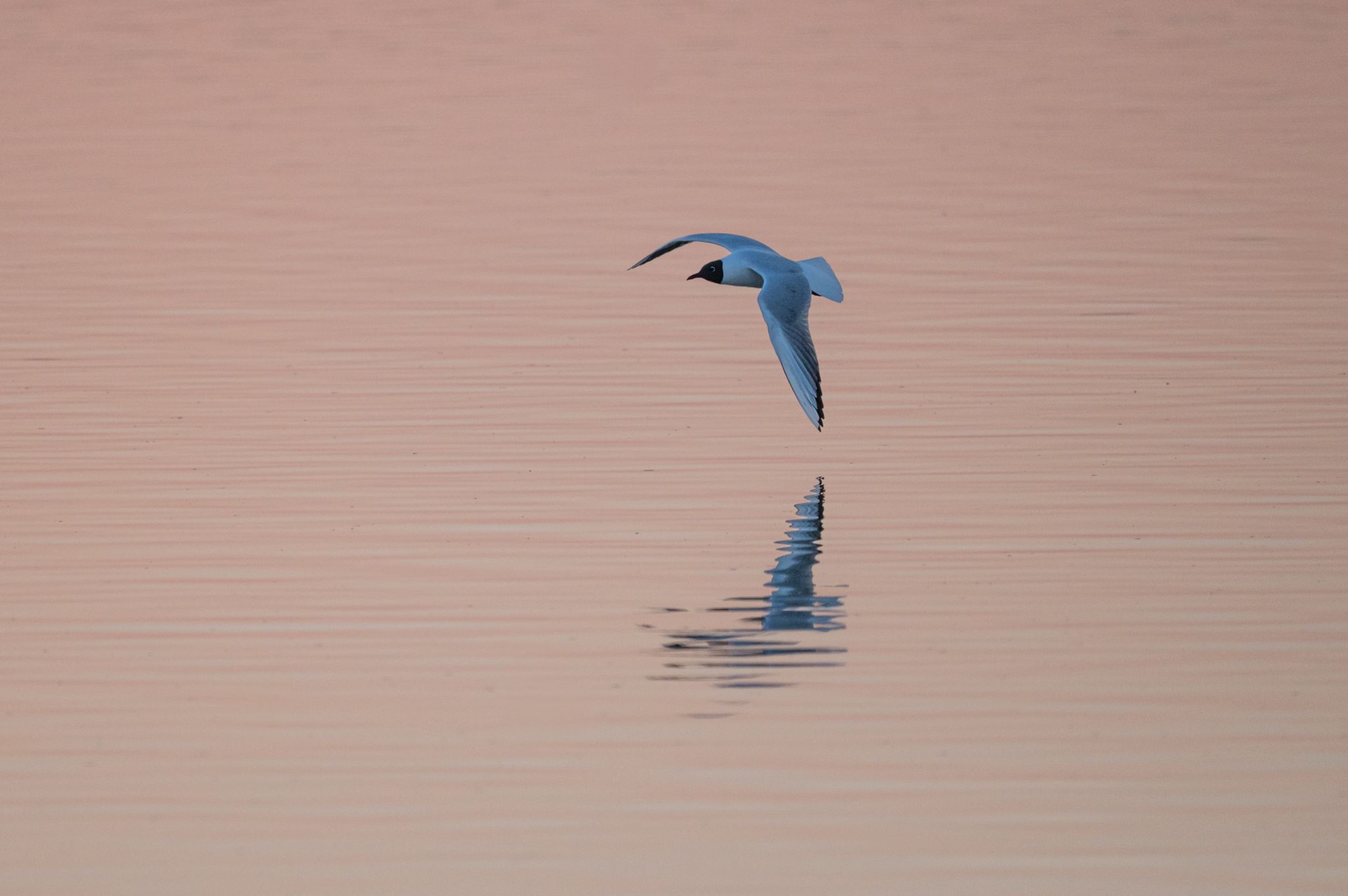 Lachmöwe Chroicocephalus ridibundus